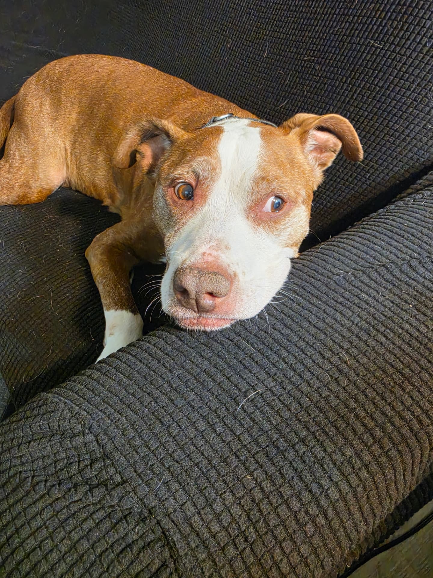 A well-loved dog